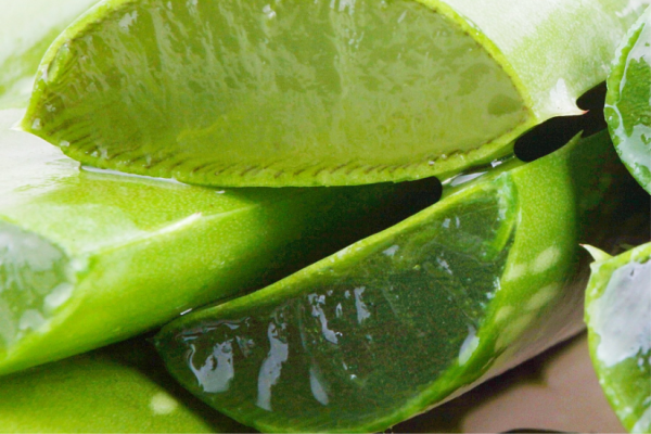 Aloja (Aloe barbadensis) Aloja (Aloe barbadensis)